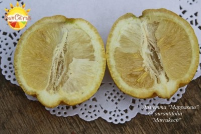 C. aurantifolia Marrakech - 